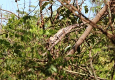 Madagaskar, cestou do NP Montagne d'Ambre