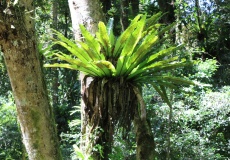 Madagaskar, národní park Montagne d'Ambre