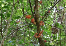 Madagaskar, národní park Montagne d'Ambre