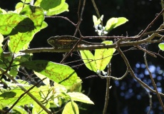 Madagaskar, národní park Montagne d'Ambre