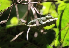 Madagaskar, národní park Montagne d'Ambre