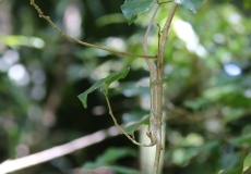 Madagaskar, národní park Montagne d'Ambre