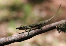 Madagaskar, národní park Montagne d'Ambre