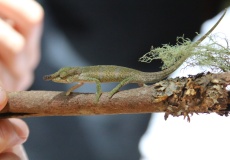 Madagaskar, národní park Montagne d'Ambre