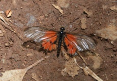 Madagaskar, národní park Montagne d'Ambre