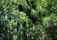 Madagaskar, národní park Montagne d'Ambre