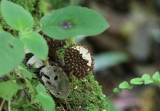 Madagaskar, národní park Montagne d'Ambre