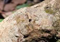 Madagaskar, národní park Montagne d'Ambre