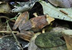 Madagaskar, národní park Montagne d'Ambre