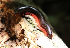 Madagaskar, národní park Montagne d'Ambre