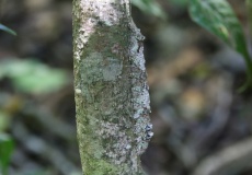 Madagaskar, národní park Montagne d'Ambre