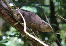 Madagaskar, národní park Montagne d'Ambre