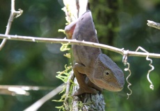 Madagaskar, národní park Montagne d'Ambre