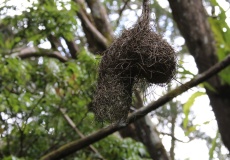 Madagaskar, národní park Montagne d'Ambre