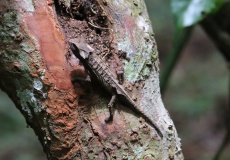 Madagaskar, národní park Montagne d'Ambre