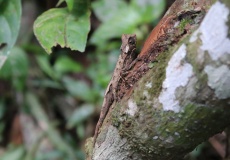 Madagaskar, národní park Montagne d'Ambre