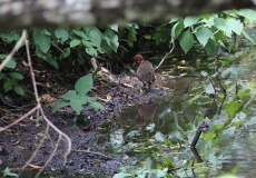 Madagaskar, národní park Montagne d'Ambre