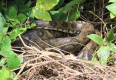 Madagaskar, národní park Montagne d'Ambre