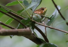 Madagaskar, národní park Montagne d'Ambre