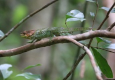 Madagaskar, národní park Montagne d'Ambre