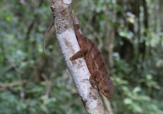 Madagaskar, národní park Montagne d'Ambre