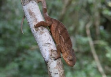 Madagaskar, národní park Montagne d'Ambre