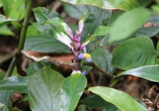 Madagaskar, národní park Montagne d'Ambre