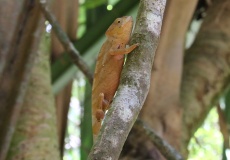 Madagaskar, národní park Montagne d'Ambre