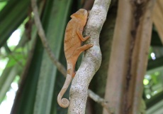 Madagaskar, národní park Montagne d'Ambre