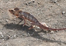 Madagaskar, cestou do Ambaja