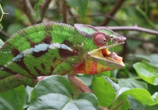 Madagaskar, restaurace Mahamasina