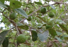 Madagaskar, návštěva ve vesnickém domku