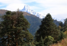 Cesta z Ghorepani do Tadapani, Machapuchare