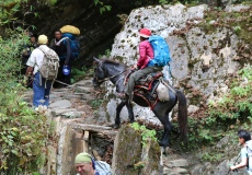 Cesta z Ghorepani do Tadapani, můžete si zaplatit i koně