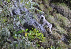 Cesta z Ghorepani do Tadapani, horské opice (langur šedý)