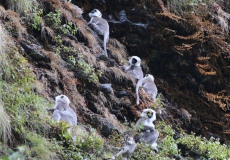 Cesta z Ghorepani do Tadapani, horské opice (langur šedý)