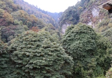 Cesta z Ghorepani do Tadapani, rododendrony