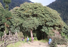 Cesta z Ghorepani do Tadapani