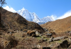 M.B.C. (Machapuchare Base Camp)