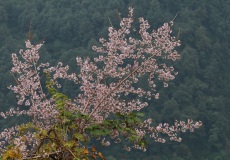 Chomrong - Sakura