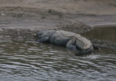 Chitwan, krokodýl bahenní u břehu East Rapti River