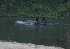 Chitwan, nosorožec indický odpočívá v East Rapti River