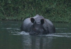 Chitwan, nosorožec nás trochu vyplašil, když se postavil a pohleděl na nás