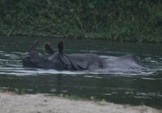 Chitwan, nosorožec indický odpočívá v East Rapti River