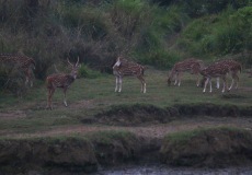 Chitwan, jelen Axis indický