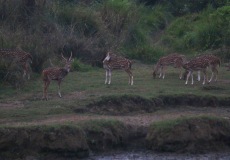 Chitwan, jelen Axis indický
