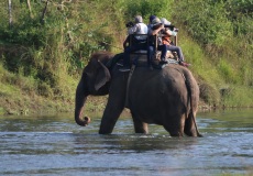 Chitwan, slon indický jde s turisty do pralesa