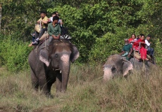 Chitwan, slon indický s turisty v pralese