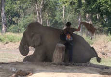 Chitwan, slon indický v zajetí