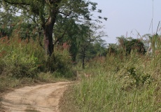 Chitwan, cesta do pralesa